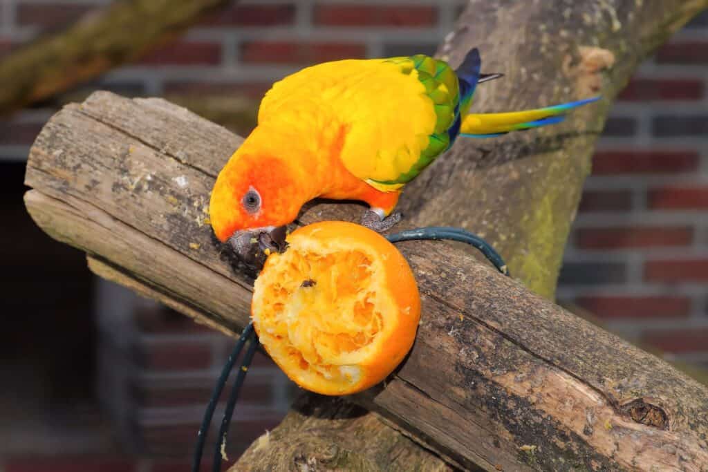 Can Parakeets Eat Oranges