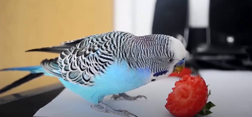 how to feed strawberries to parakeet