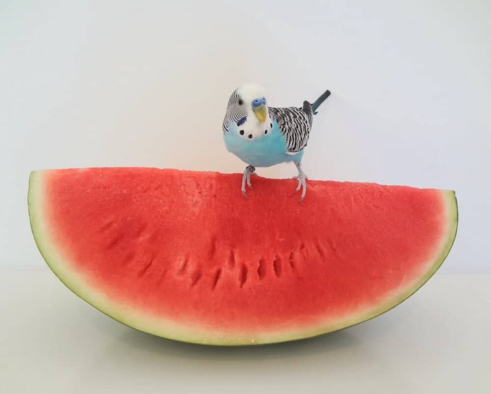 can parakeets eat watermelon