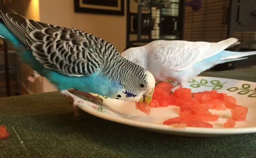 feeding watermelon to parakeet