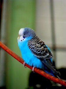 one parakeet
