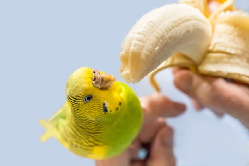 parakeet banana