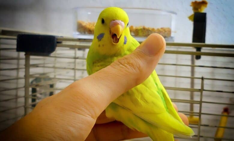 parakeet biting