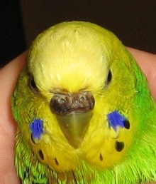 parakeet cere illness