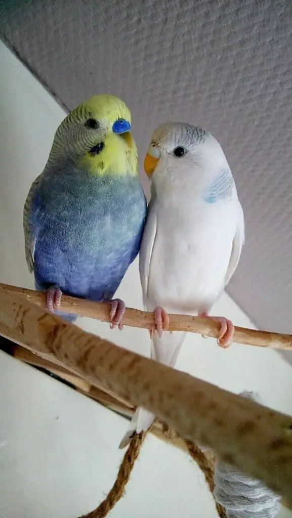 parakeet couple