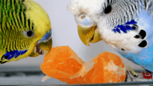 parakeet eating fruit