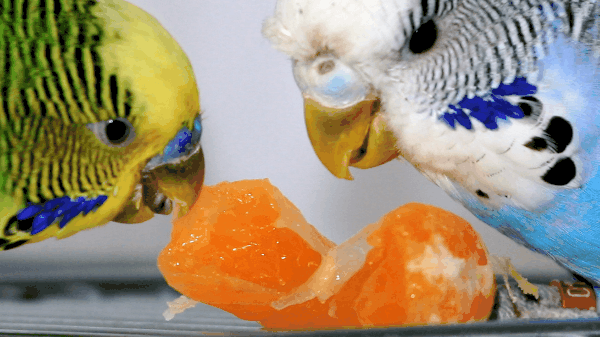 parakeet eating fruit