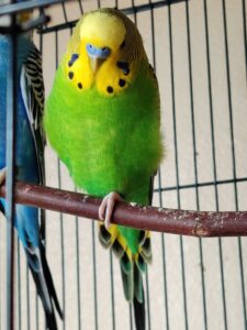 parakeet on one leg