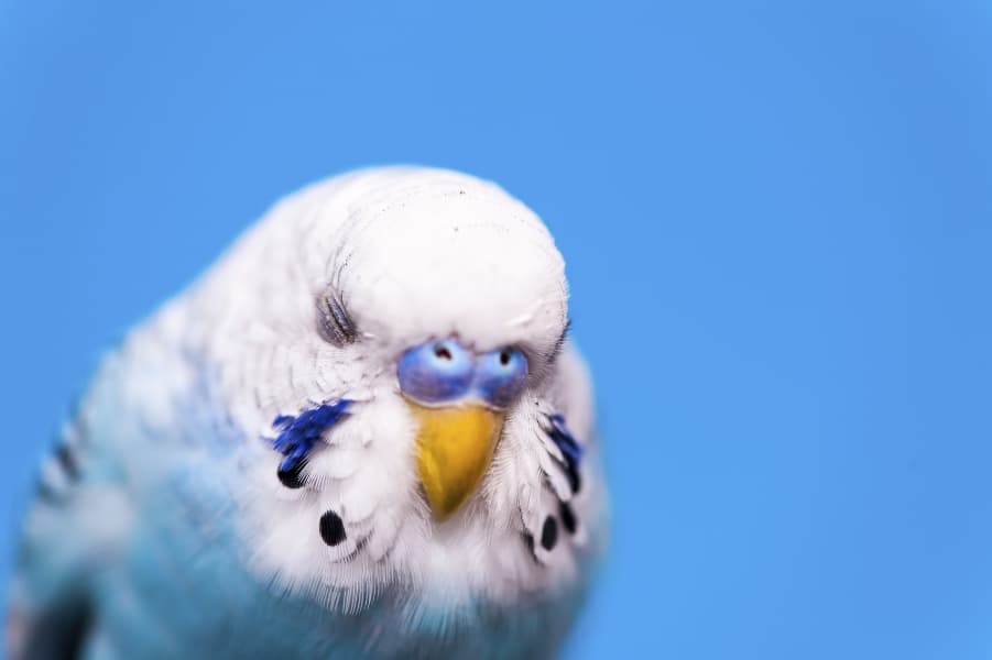 parakeet sleeping with eye closed