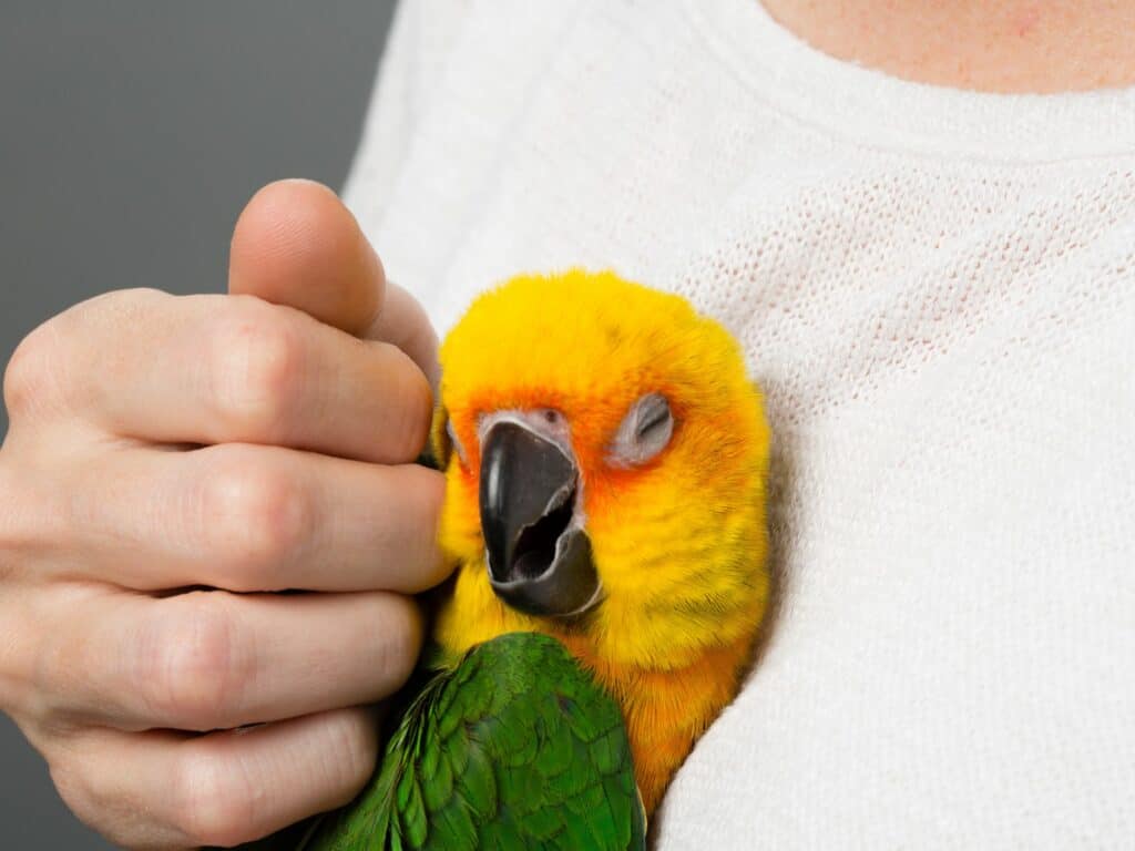 petting parakeet