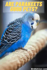 Are Parakeets Good Pets?
