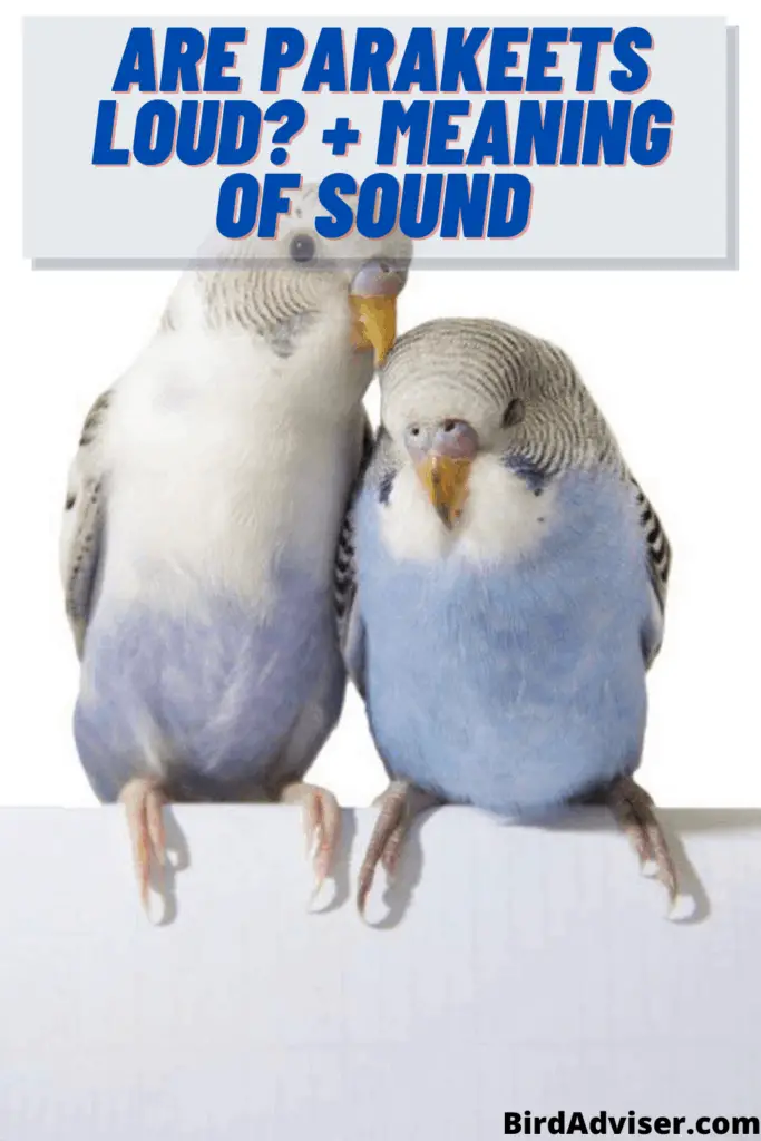 Are Parakeets Loud?
