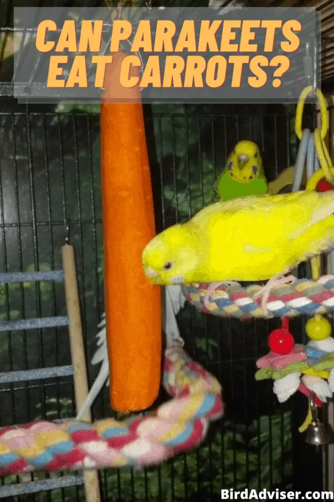 Can Parakeets Eat Carrots?