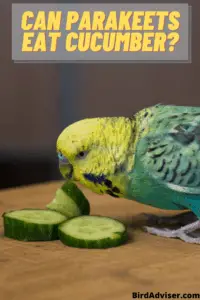 Can Parakeets Eat Cucumber?