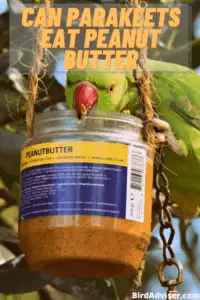 Can Parakeets Eat Peanut Butter