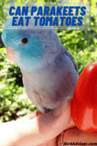 Can Parakeets Eat Tomatoes