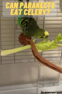Can Parakeets Eat celery?