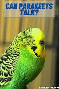 Can Parakeets Talk