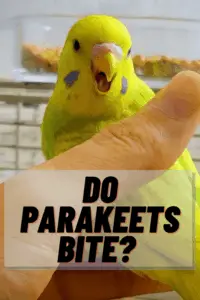 Do Parakeets Bite? Why Do Parakeets Bite?