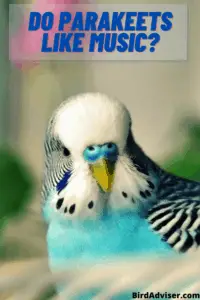 Do Parakeets Like Music?