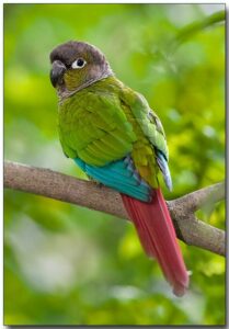 Green Cheeked Parakeet