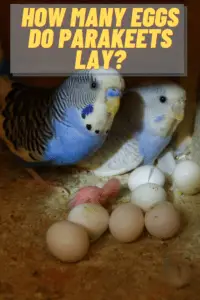 How Many Eggs Do Parakeets Lay
