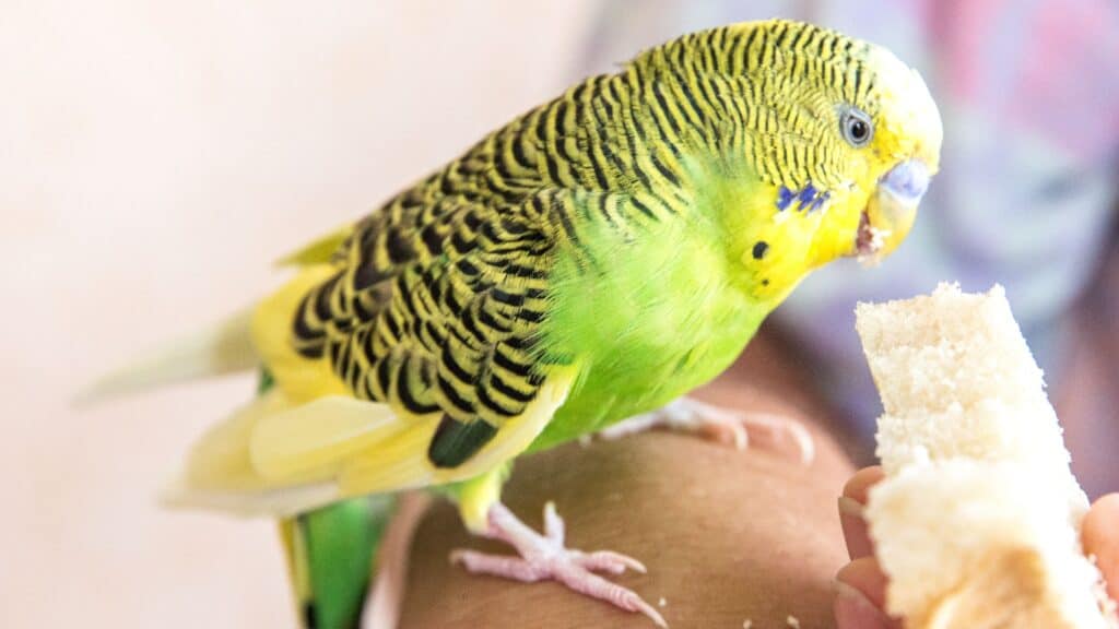 Parakeet Bread