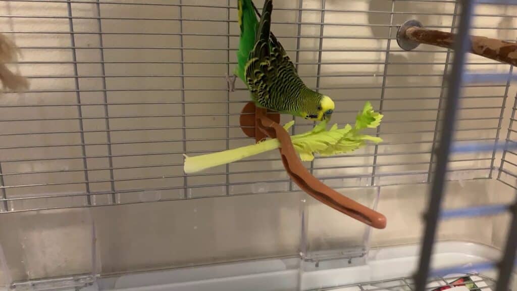 Parakeet Celery