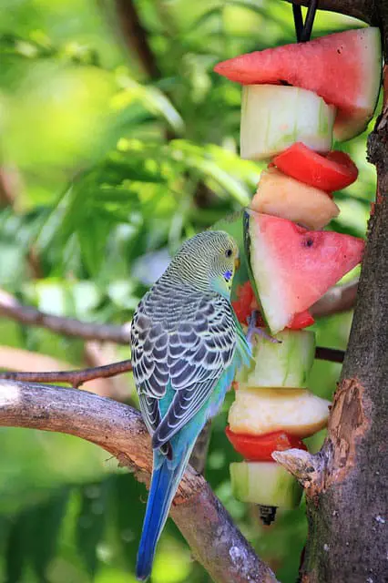 Parakeet Fruits