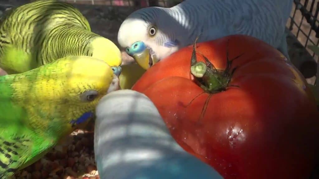 Parakeet Tomato