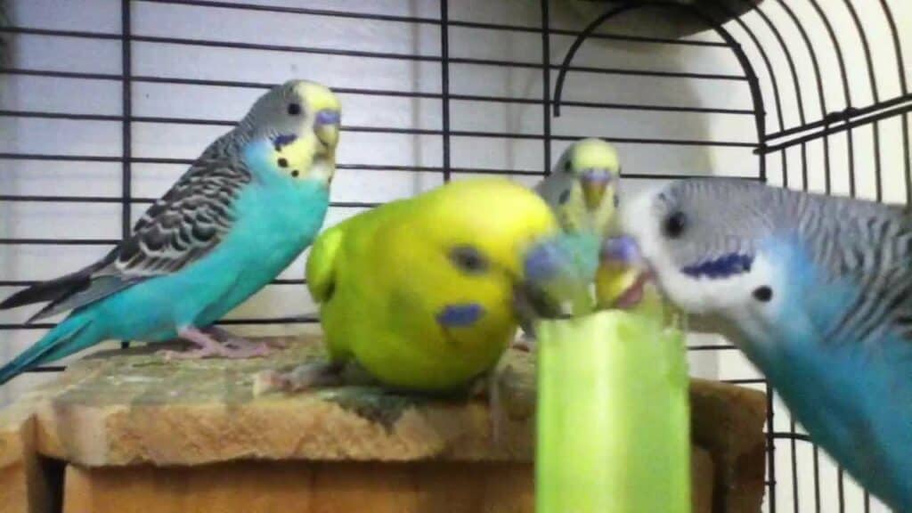 Parakeet eating celery