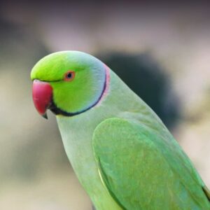 Rose Ringed Parakeet