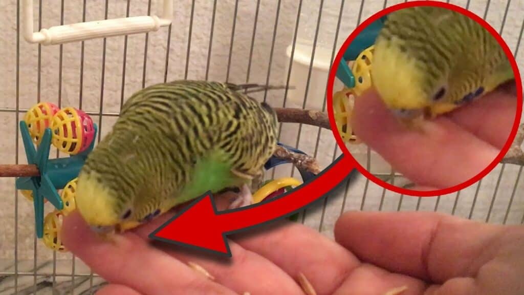 Stop Parakeet Biting