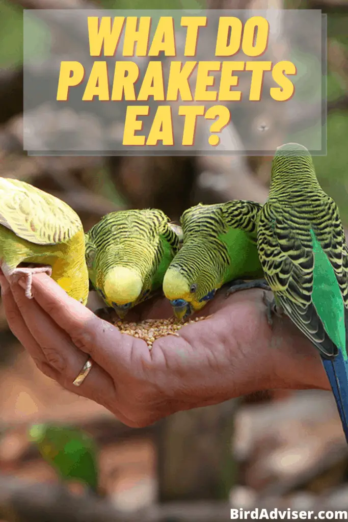 What Do Parakeets Eat?