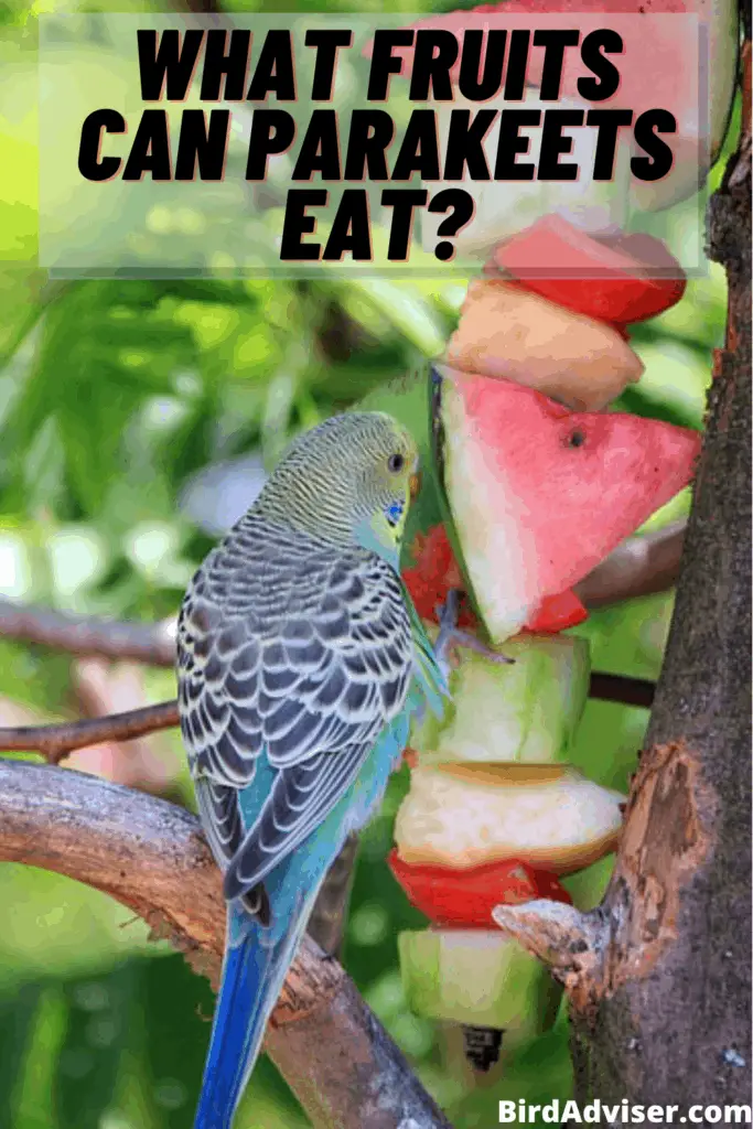 What Fruits Can Parakeets Eat?