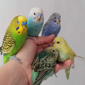 cute parakeets