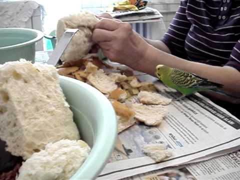 parakeet breads