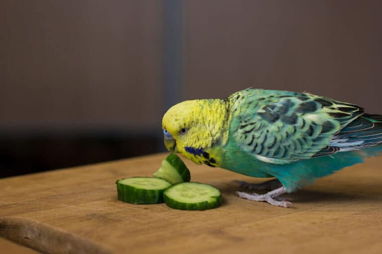 Can Parakeets Eat Cucumbers? Is It Healthy and Safe? (2023)