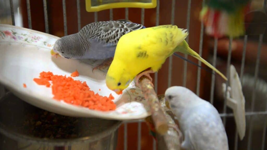 parakeets eating carrots