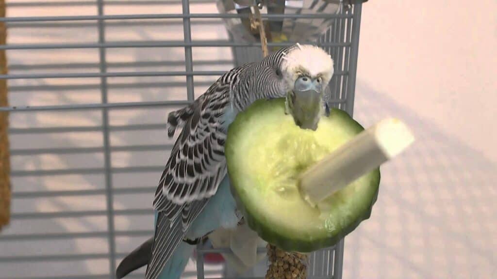 parakeet eating cucumber