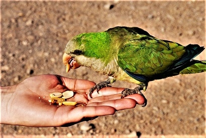 parakeet eating nuts