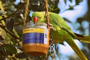 parakeet peanut butter