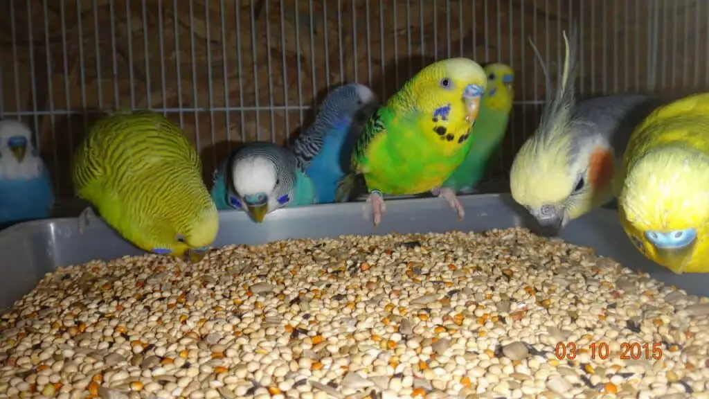 parakeets eating seeds
