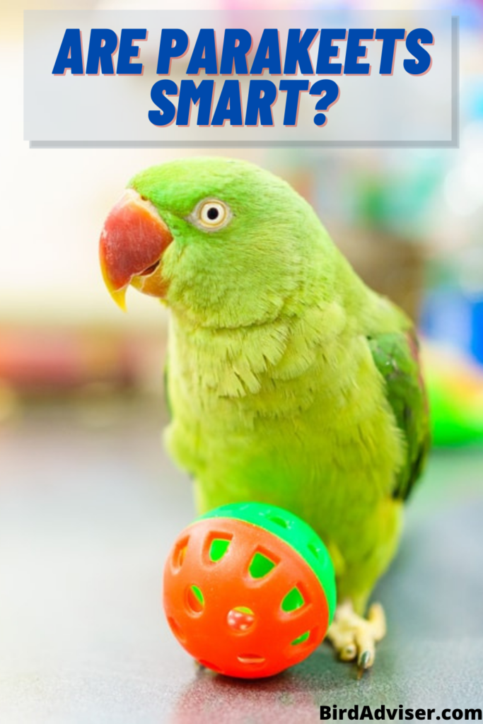 Are Parakeets Smart