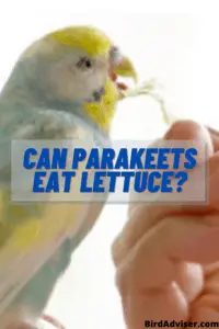 Can Parakeets Eat Lettuce