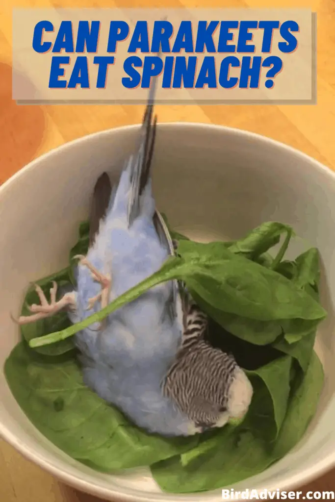 Can Parakeets Eat Spinach