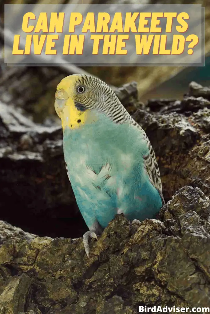 Can Parakeets Live In the Wild