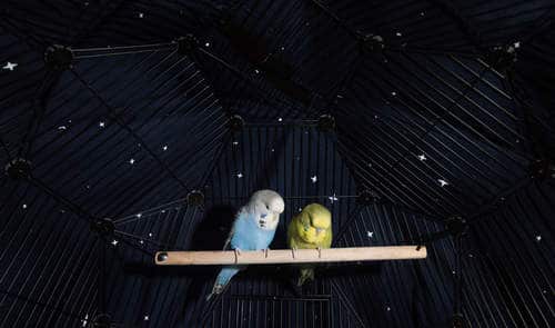 Can Parakeets See in the Dark