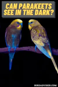 Can parakeets see in the dark