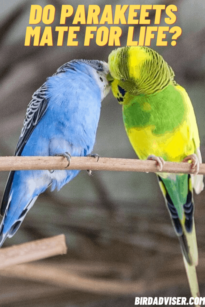 How To Tell Gender Of A Parakeet Male Or Female 2022   Do Parakeets Mate For Life 683x1024 